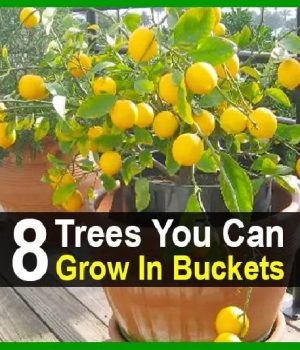 8 Trees You Can Grow In Buckets