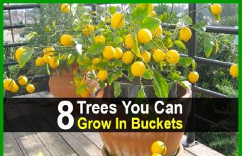 8 Trees You Can Grow In Buckets