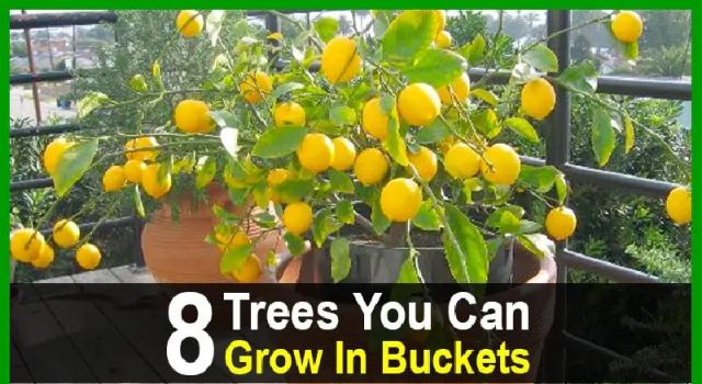8 Trees You Can Grow In Buckets