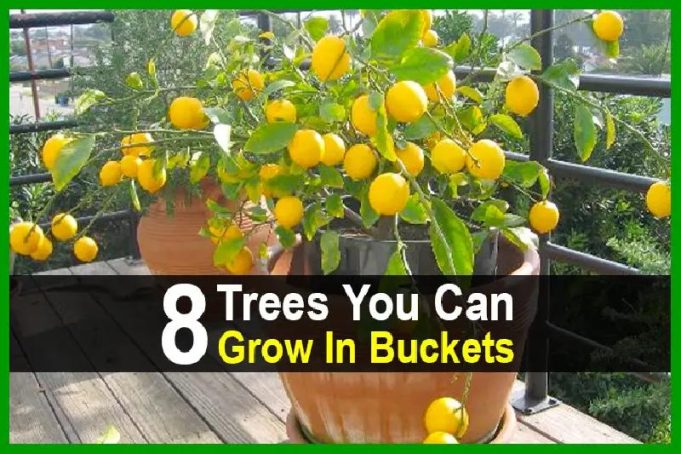 8 Trees You Can Grow In Buckets