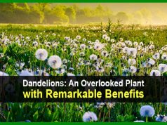 Dandelions: An Overlooked Plant with Remarkable Benefits