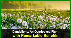 Dandelions: An Overlooked Plant with Remarkable Benefits