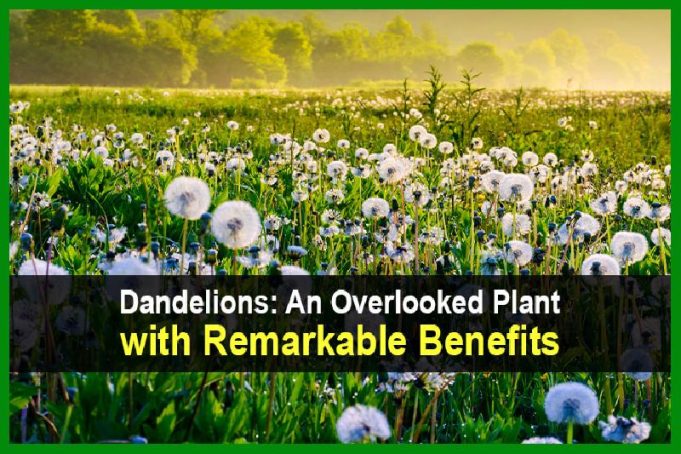 Dandelions: An Overlooked Plant with Remarkable Benefits
