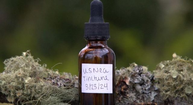 Making Usnea Tincture for a Healthy Homestead When SHTF