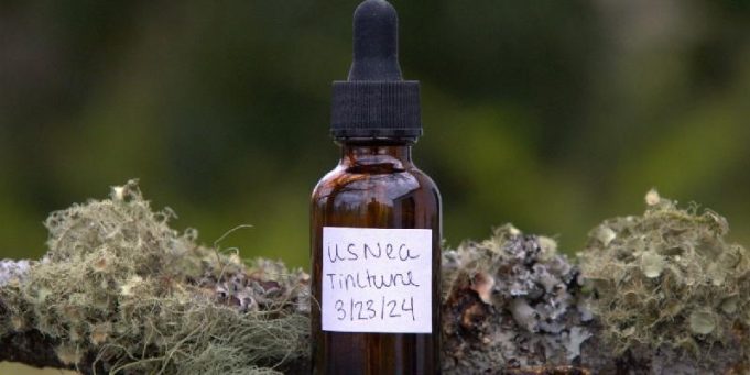 Making Usnea Tincture for a Healthy Homestead When SHTF