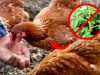 Never Feed This to Your Chickens