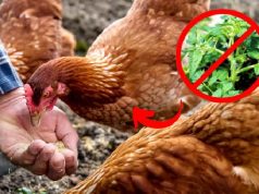 Never Feed This to Your Chickens