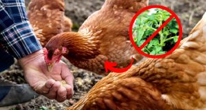 Never Feed This to Your Chickens